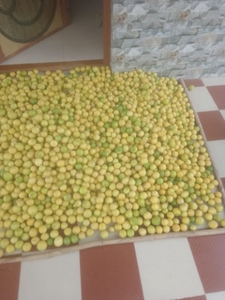 నిమ్మకాయ