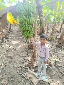 అరటిపండు