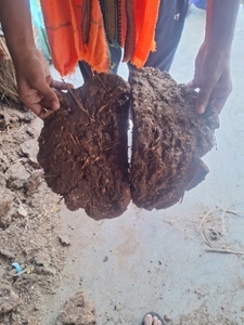 ചാണക കേക്ക്
