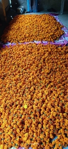 ജമന്തി