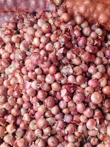 ಈರುಳ್ಳಿ