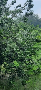 നാരങ്ങ