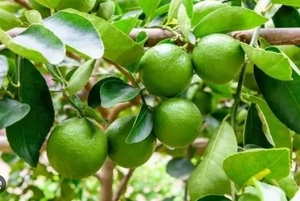 ನಿಂಬೆಹಣ್ಣು