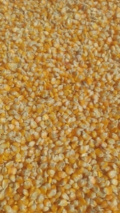 ಮೆಕ್ಕೆ ಜೋಳ