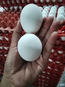 ഫോട്ടോ 5