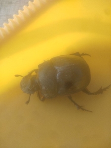 Dung beetle 