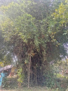 ಬಿದಿರು