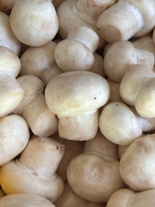 காளான்கள்