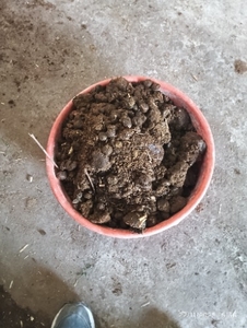 மாட்டு சாணம்