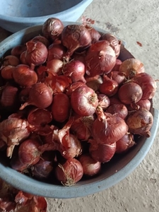 ഉള്ളി