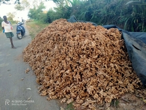 ഇഞ്ചി