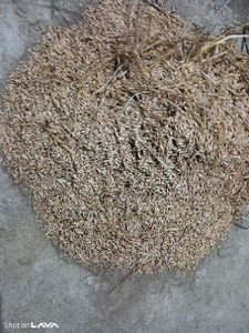 നെല്ല്