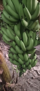 అరటిపండు