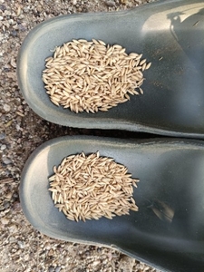 നെല്ല്