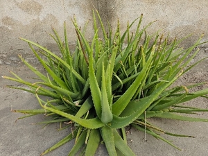 కలబంద