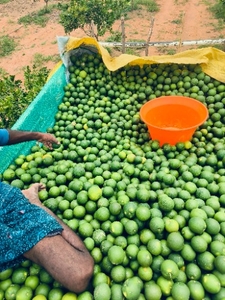 മൊസാമ്പി