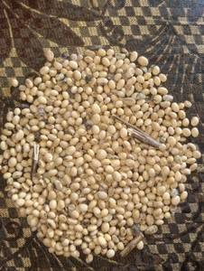 ಸೋಯಾಬೀನ್