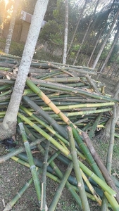 മുള