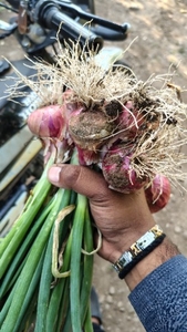 ಈರುಳ್ಳಿ