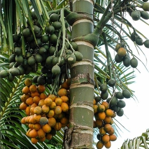 ಅಡಿಕೆ
