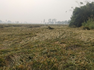 వరి