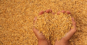നെല്ല്
