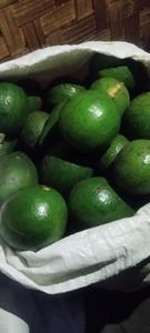 അവോക്കാഡോ 