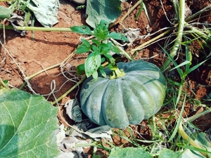 മത്തങ്ങ
