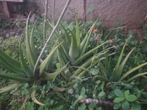 కలబంద