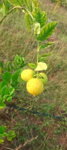 ఫోటో 2