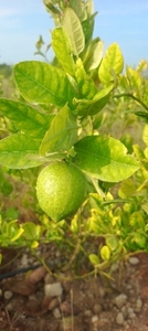 ఫోటో 3