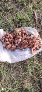 இஞ்சி