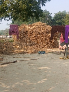 పారాలి