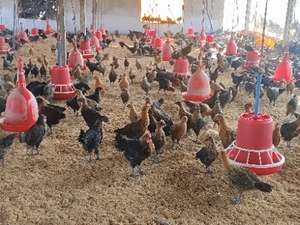 फोटो 2