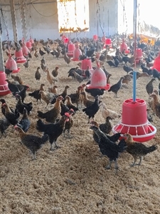 फोटो 3