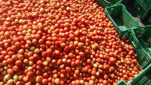 டமாடோ