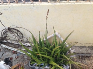 కలబంద