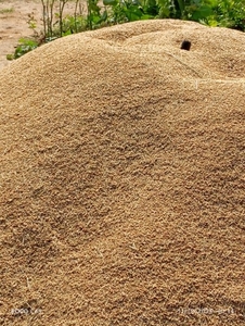 ಭತ್ತ