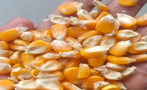 ಮೆಕ್ಕೆ ಜೋಳ