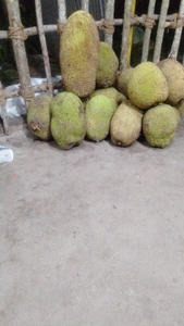 ಹಲಸಿನ ಹಣ್ಣು