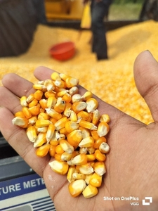 ಮೆಕ್ಕೆ ಜೋಳ
