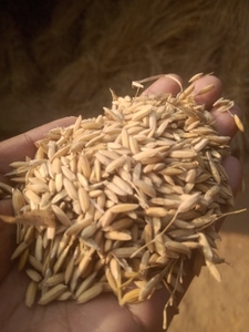 ಭತ್ತ
