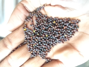 கடுகு