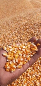 ಮೆಕ್ಕೆ ಜೋಳ