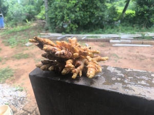 ಶುಂಠಿ