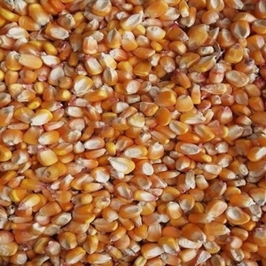 ಮಕ್ಕಾ