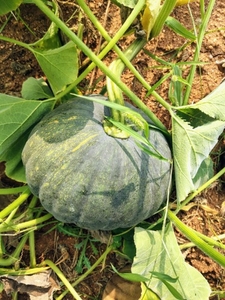 മത്തങ്ങ