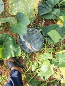 ഫോട്ടോ 2
