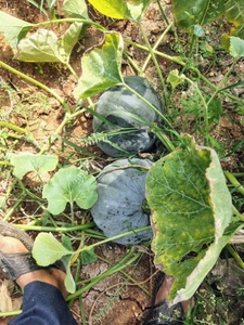 ഫോട്ടോ 4