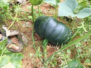 ഫോട്ടോ 5